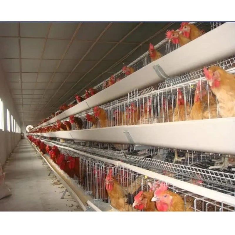 Litewoo 10Pcs Chicken Water Drinking Cups Automatic Feeder Poultry Coop Chicken Duck Fowl Drinker - Image 4
